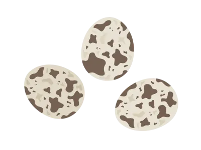 うずらの卵のイラスト