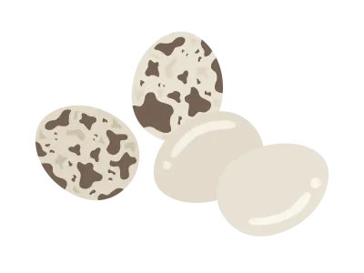 うずらの卵のイラスト