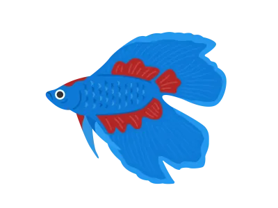 青色のベタのイラスト