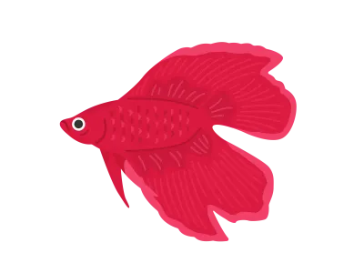 赤色のベタのイラスト