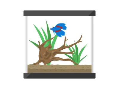ベタの水槽のイラスト