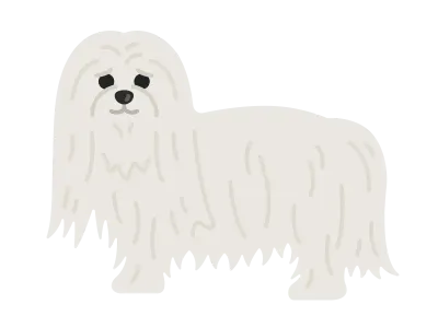 マルチーズ犬のイラスト