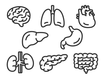 いろいろな臓器のアイコンのイラストセット