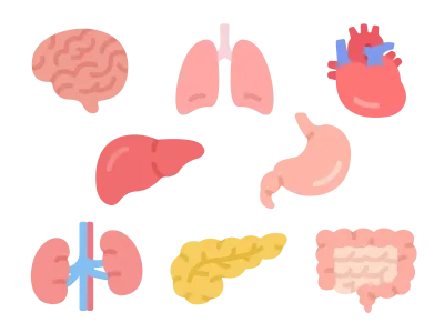 いろいろな臓器のアイコンのイラストセット