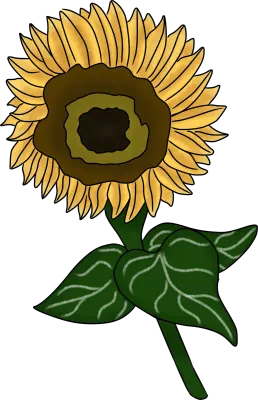Sunflower hand drawn illustration