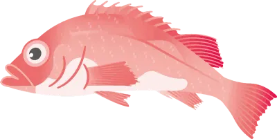 タイセイヨウアカウオ