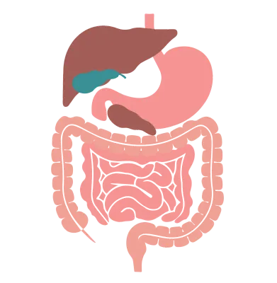 소화 기관 플랫 일러스트