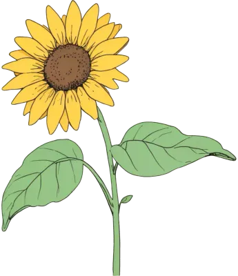 해바라기