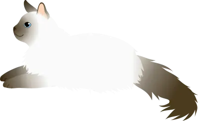 Longhair cat, Balinese with chocolate-colored points, lying down