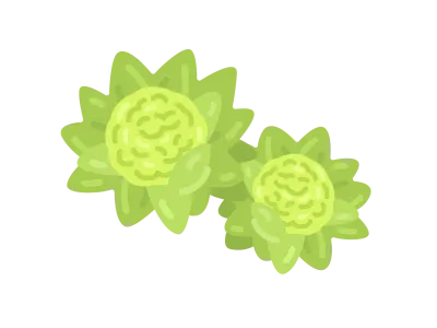 山菜のふきのとうのイラスト