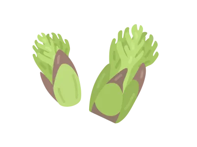 山菜のタラの芽のイラスト