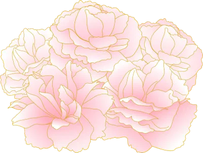 Spring flowers and plants, clumps of pink-gradient double-flowered cherry 'peony cherry'