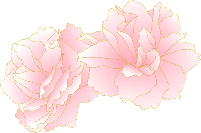 Spring flowers and plants, clumps of pink-gradient double-flowered cherry 'peony cherry'