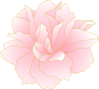 Spring flowers and plants, pink gradient double-flowered cherry 'peony cherry'