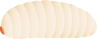 Larvae, insects that can be eaten by insects