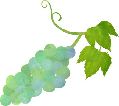 Illustration of ingredients, transparent watercolor style of Muscat