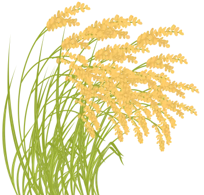 Background material, illustration of harvested rice