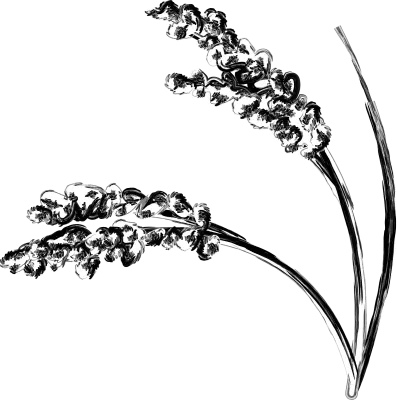 Illustration of grown rice, autumn harvest