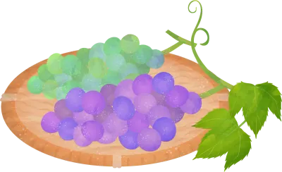 Illustration of ingredients, transparent watercolor style of grapes and Muscat on a colander