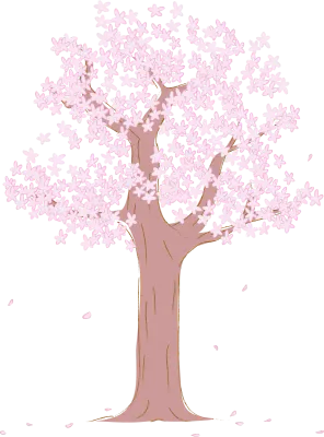 Cherry tree in full bloom