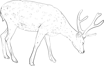 Realistic line art and coloring book of deer