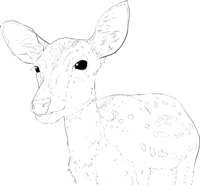 Realistic line art and coloring book of deer