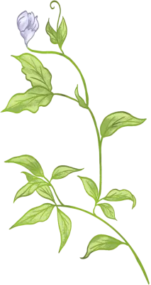 여성스러운 꽃 일러스트