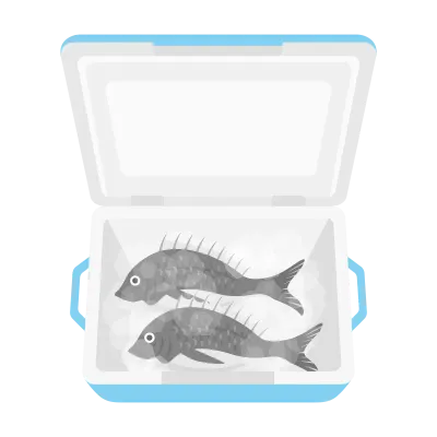 クーラーボックスに入った鯛のイラスト