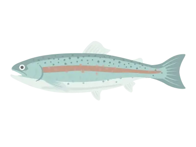 淡水魚のニジマスのイラスト