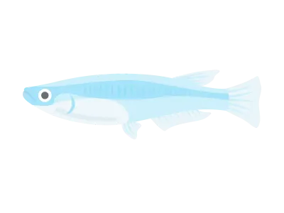 メダカのイラスト