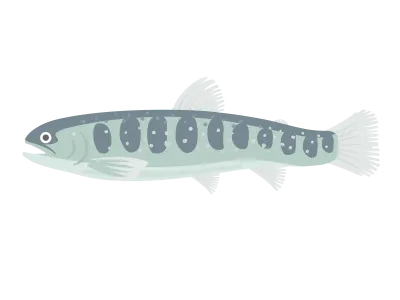 淡水魚のイワナのイラスト