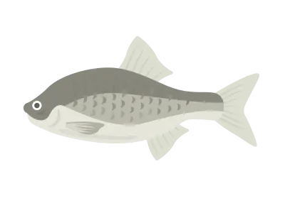 淡水魚のタナゴのイラスト