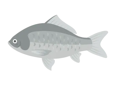 淡水魚のフナのイラスト