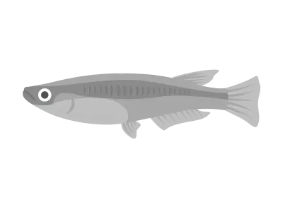 メダカのイラスト