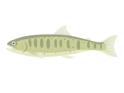 淡水魚のヤマメのイラスト