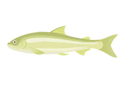 淡水魚の鮎のイラスト