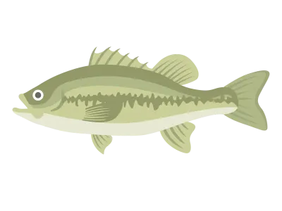 ブラックバスのイラスト