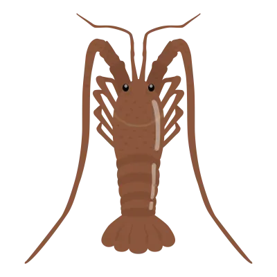 伊勢海老のイラスト