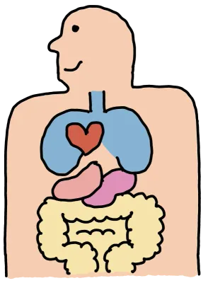 인체 내부 구조