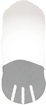 회색 고양이 팔