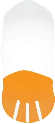 오렌지 고양이 팔