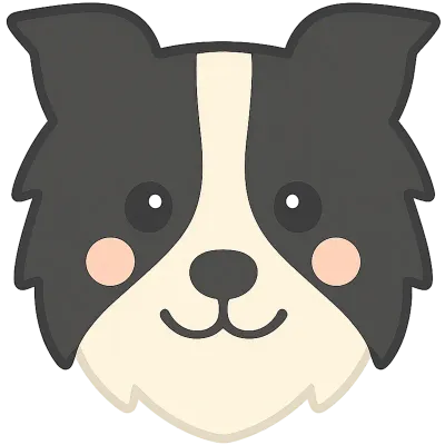 보더콜리 강아지