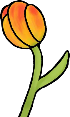 튤립