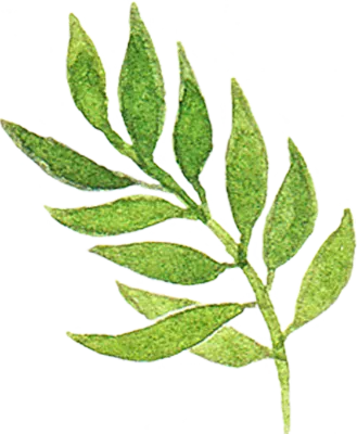Watercolor Green Leaves Sprig Illustration