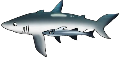 상어 일러스트
