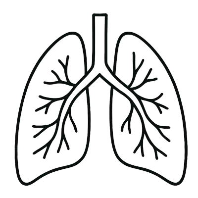 인체 폐 일러스트