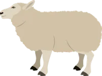get_1148227140_191212_vt_sh_30