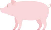 돼지
