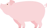 돼지