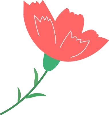 카네이션